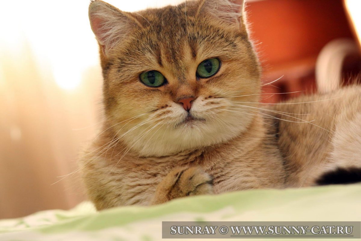 Британский короткошерстный кот персиковый