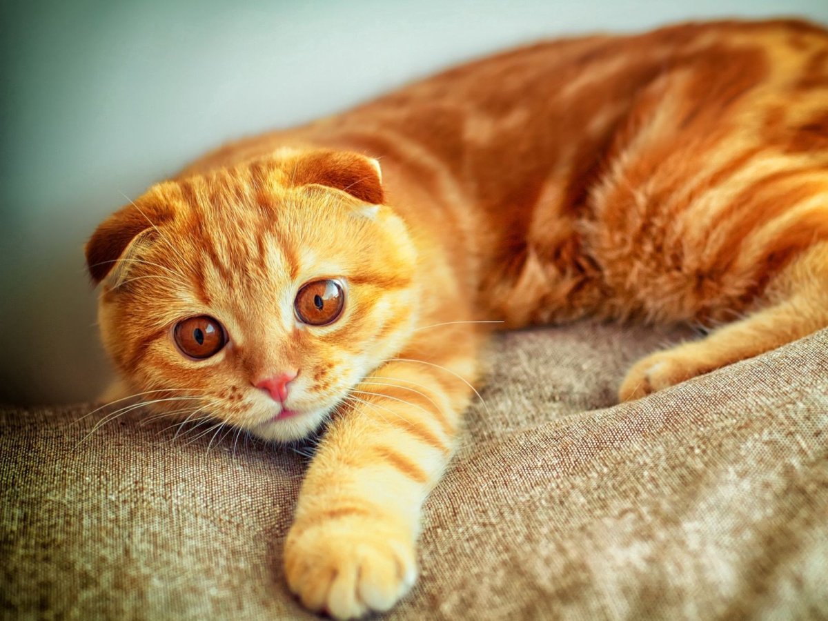 Шотландская вислоухая скоттиш фолд голубоглазый