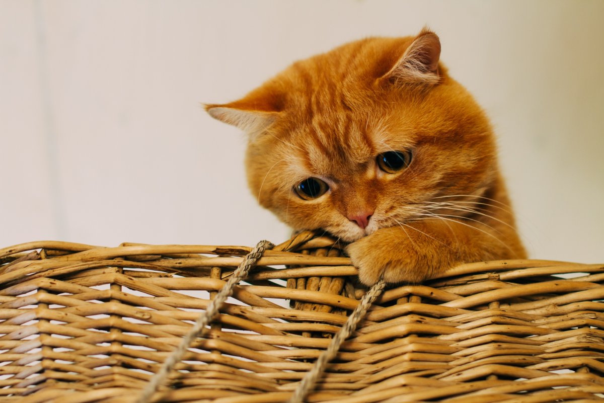 Шотландская вислоухая зеленоглазая