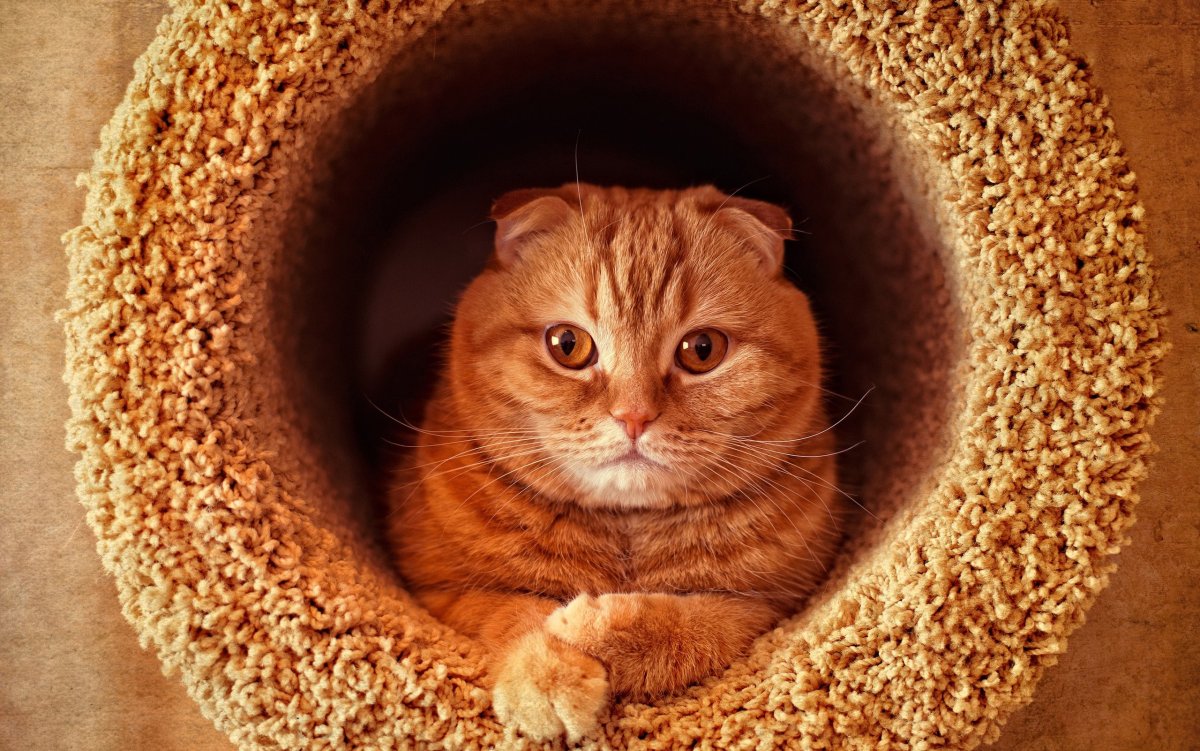 Шотландская вислоухая кошка цветах