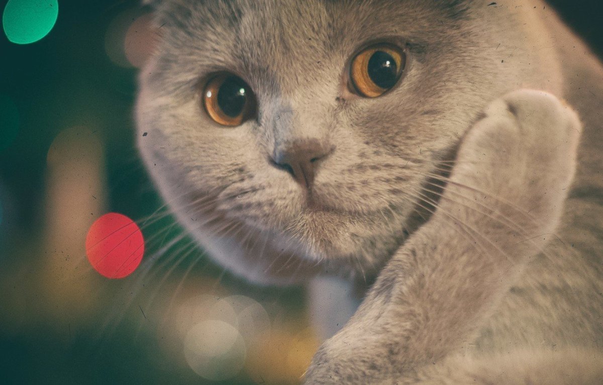 Скоттиш фолд кремовый