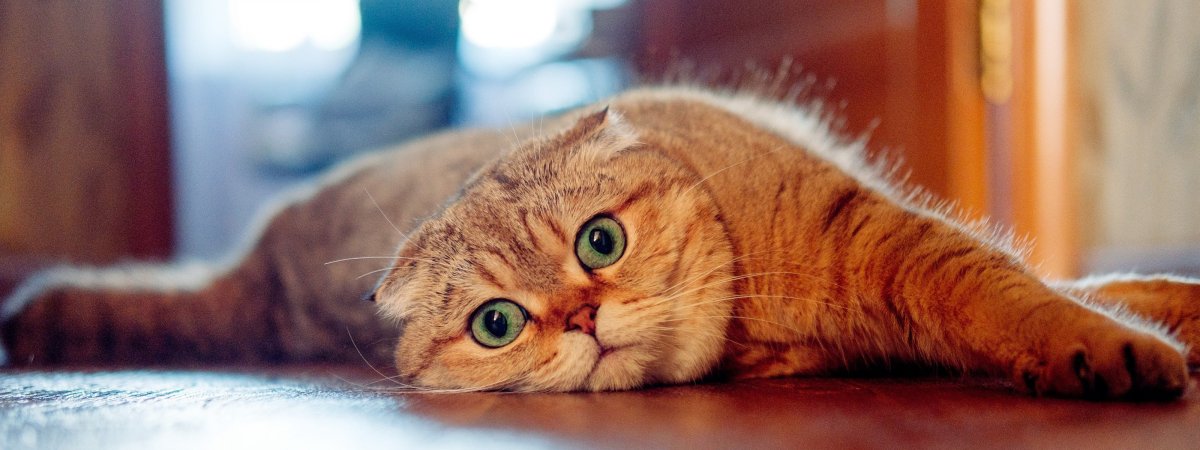 Шотландский вислоухий кот белый