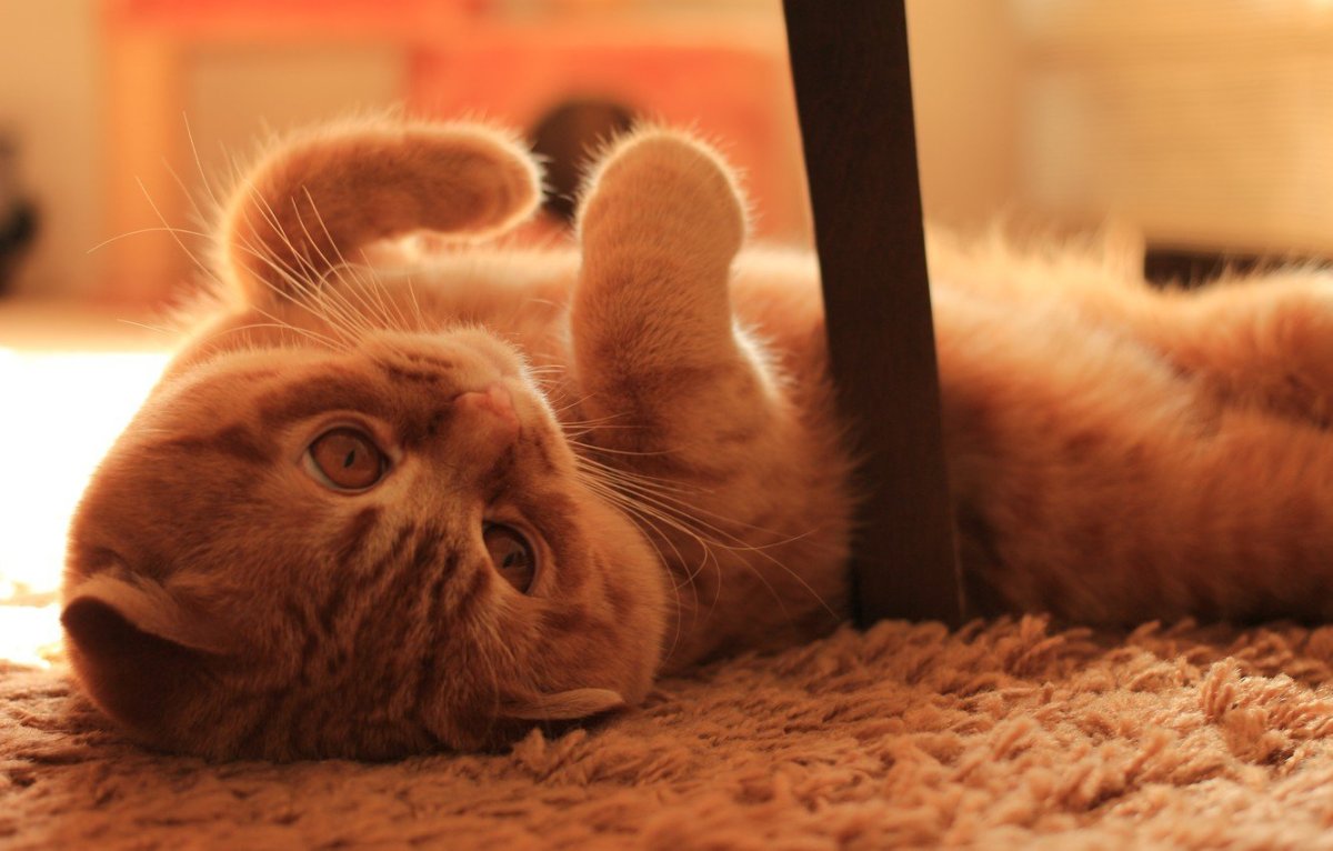 Скоттиш фолд палевый