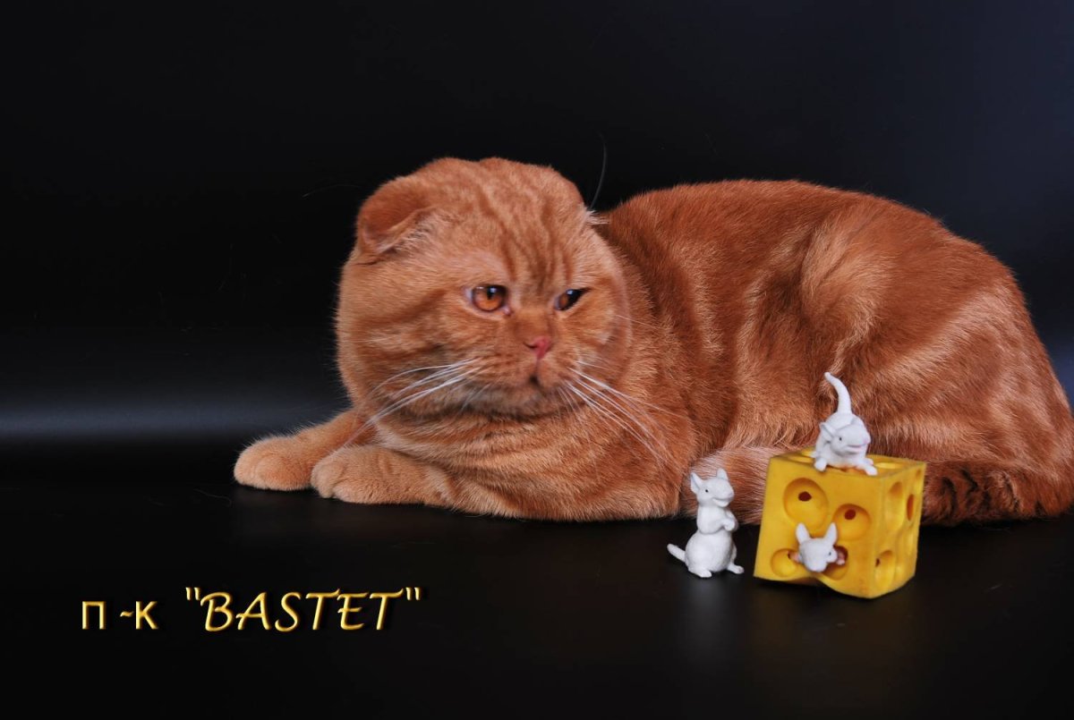 Порода кошек Шотландская вислоухая