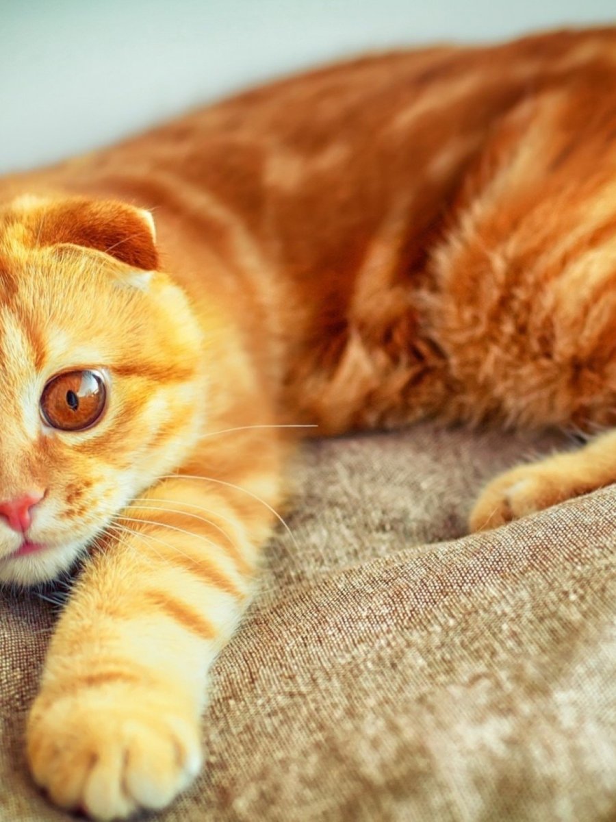 Шотландская вислоухая кошка рыжая
