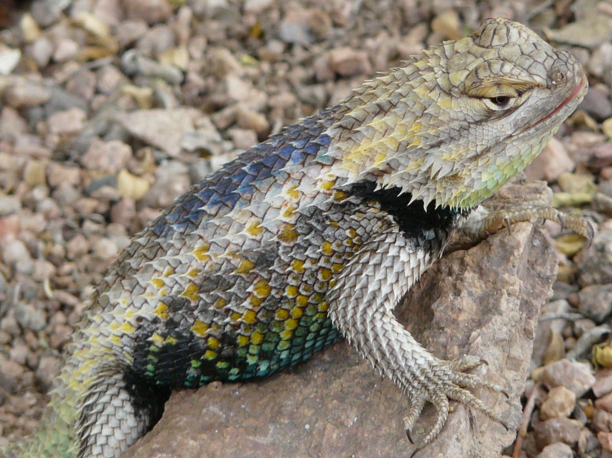 Черно серая ящерица