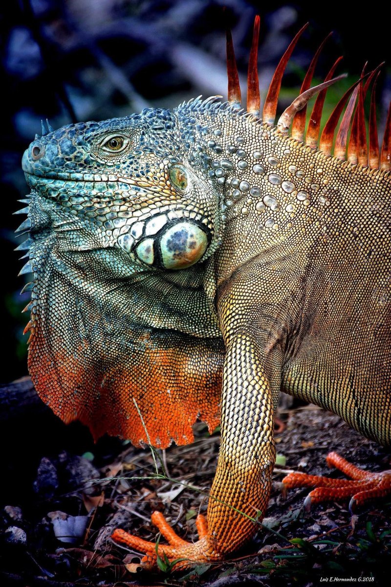 Старая ящерица