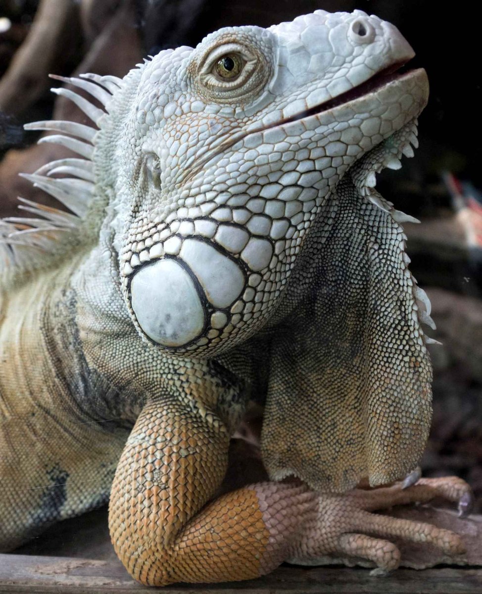 Бородатая агама белая