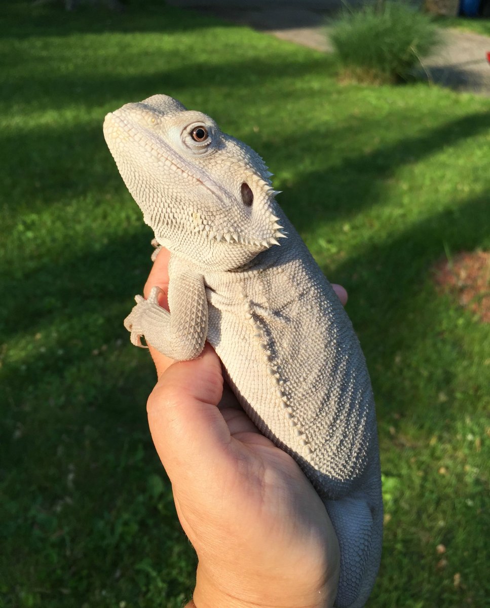 Аброния ящерица