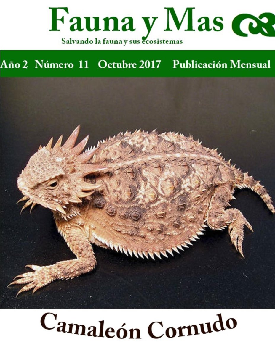 Бородатая агама злая