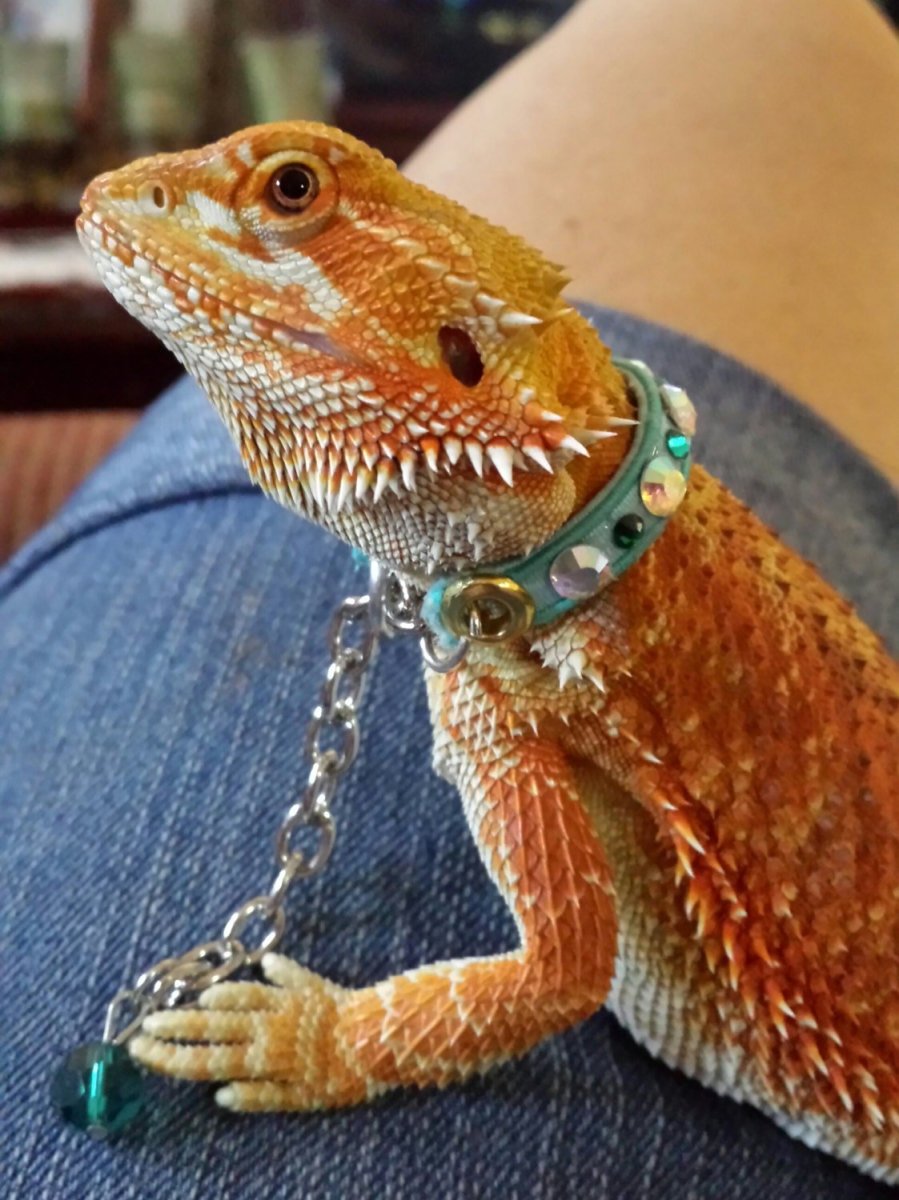 Пятнистый эублефар черный