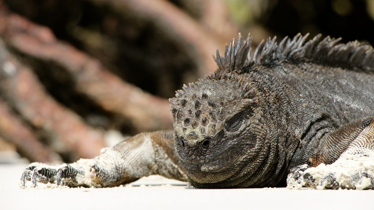 Рептилии пантеровый хамелеон