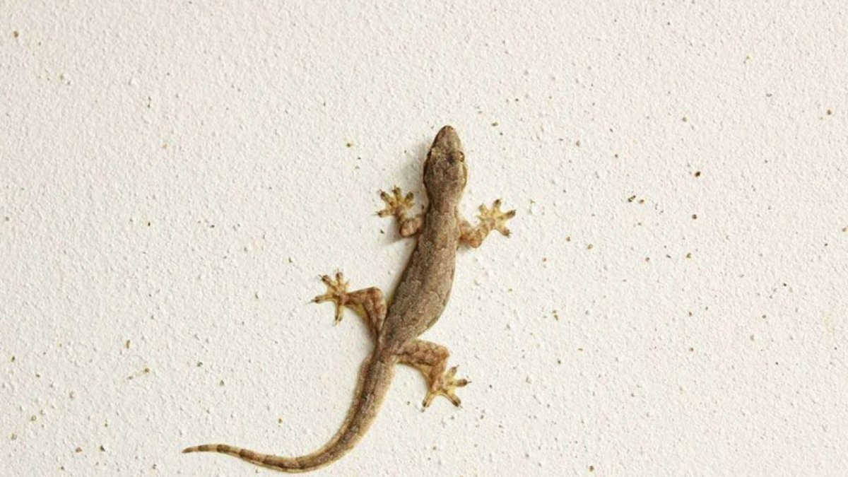 Геккон эублефар