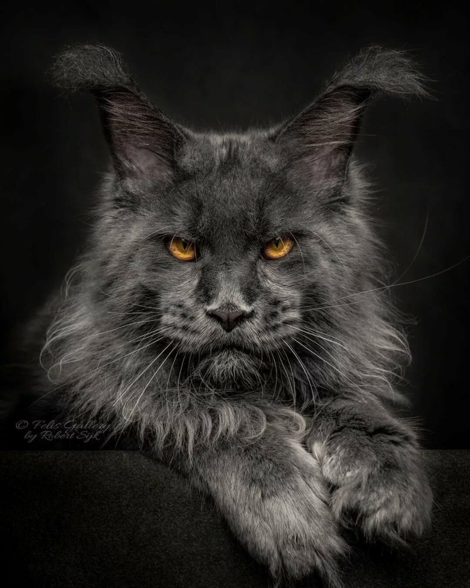 Богемская кошка чёрная