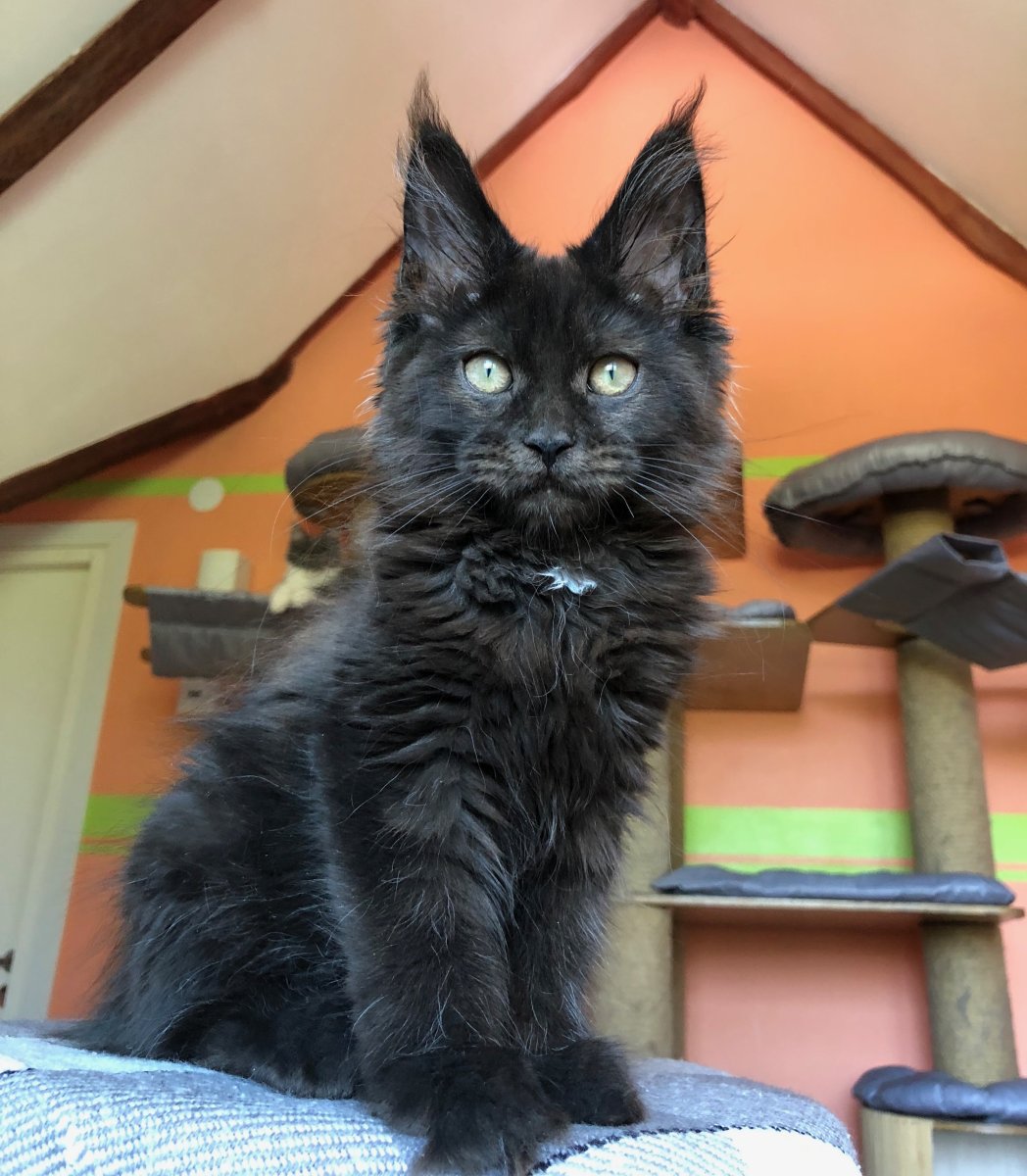 Кот Мейн кун