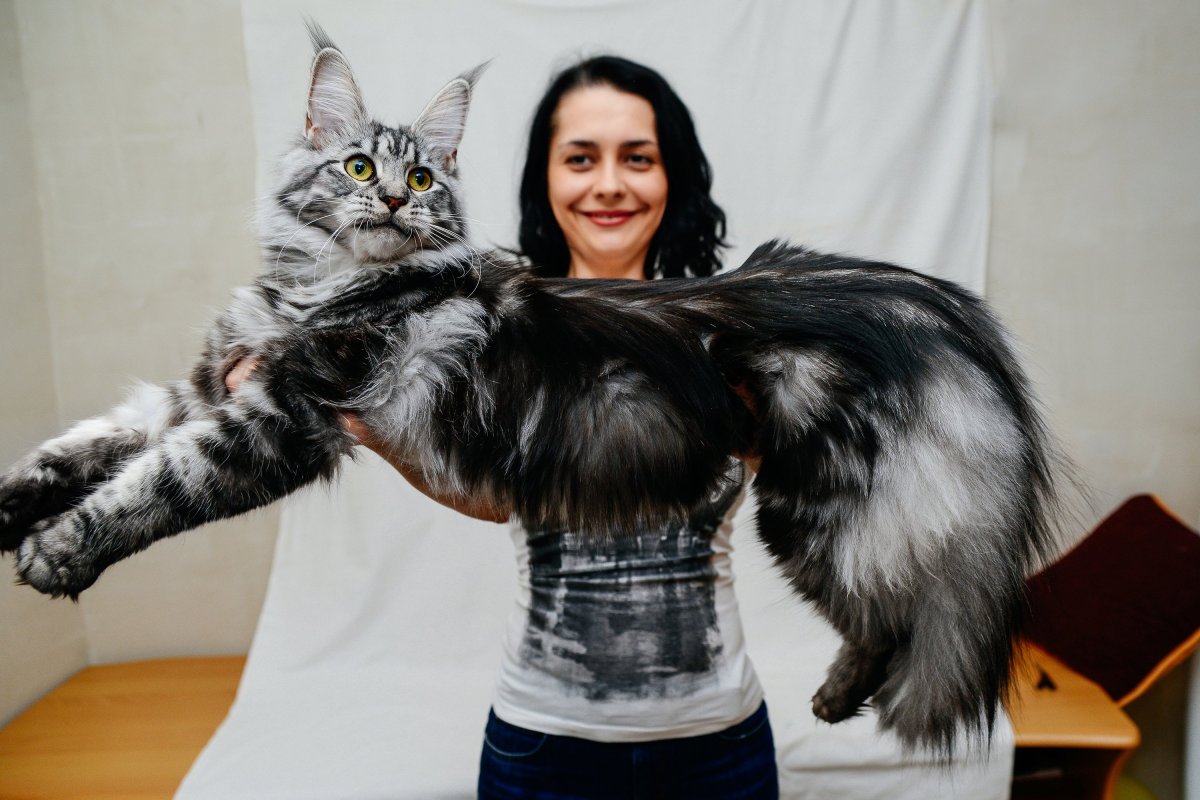 Камышовый Мейн кун