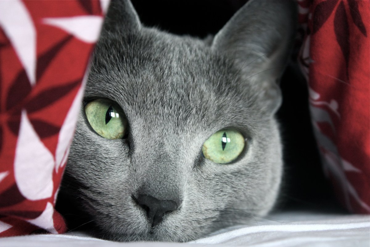 Сибирский голубая кошка короткошерстная