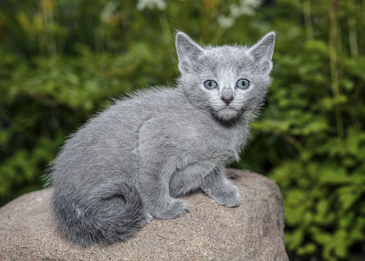 Русско голубой котенок