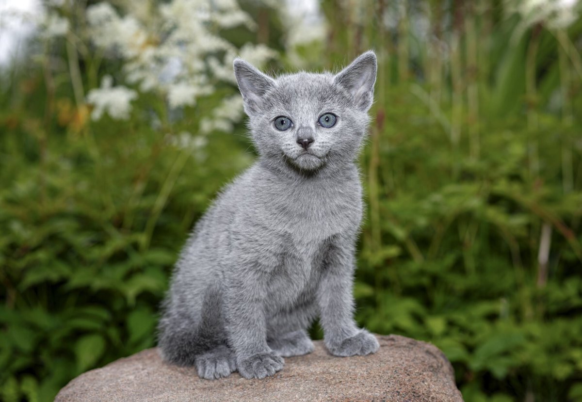 Смешной британский кот