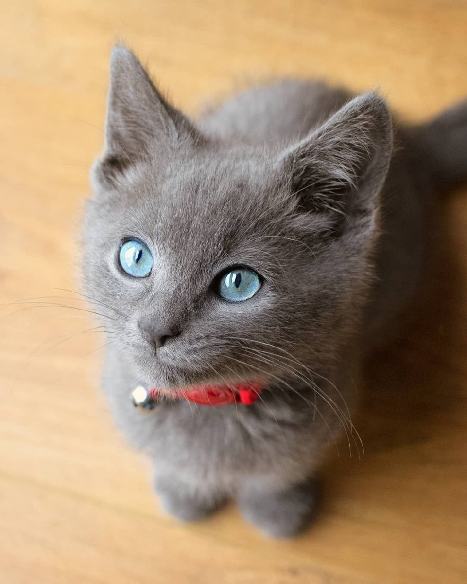 Кошка серая