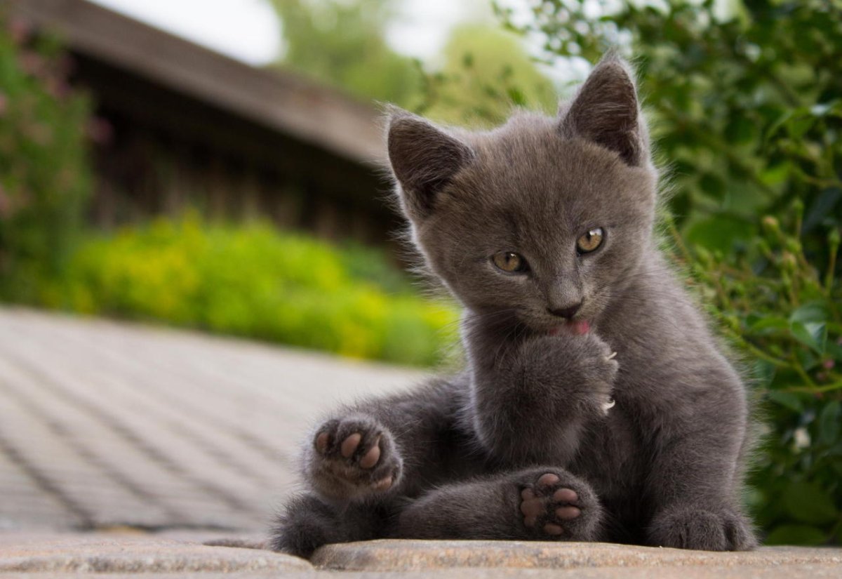Британские кошки на природе