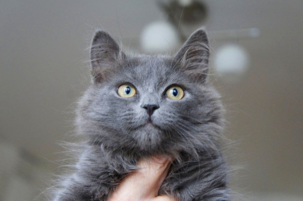 Русская голубая приколы