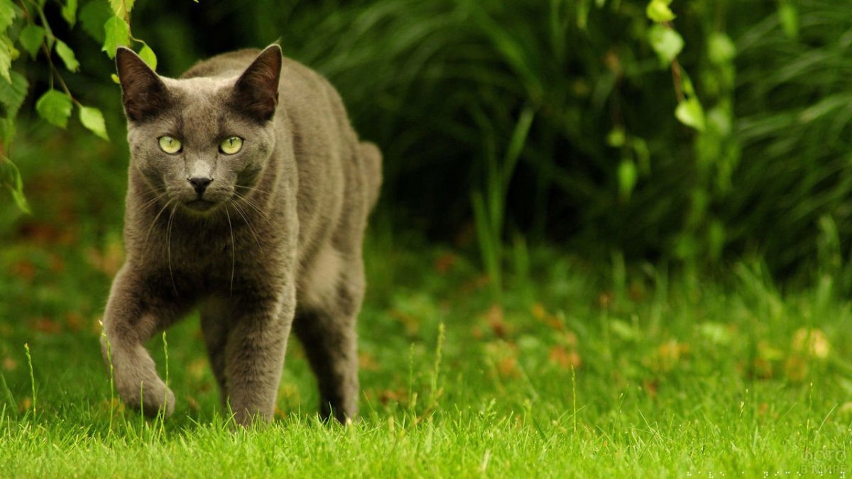 Небелунгская кошка