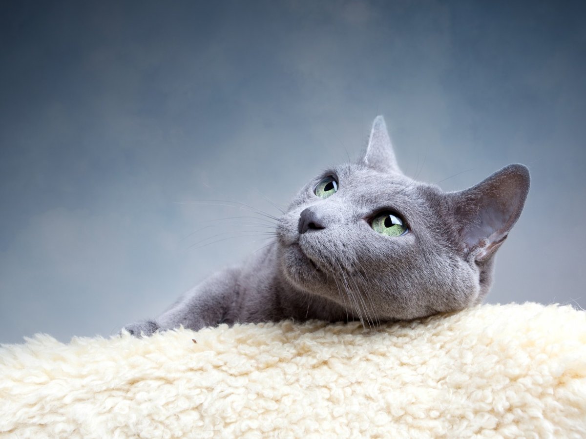 Русская голубая короткошерстная кошка