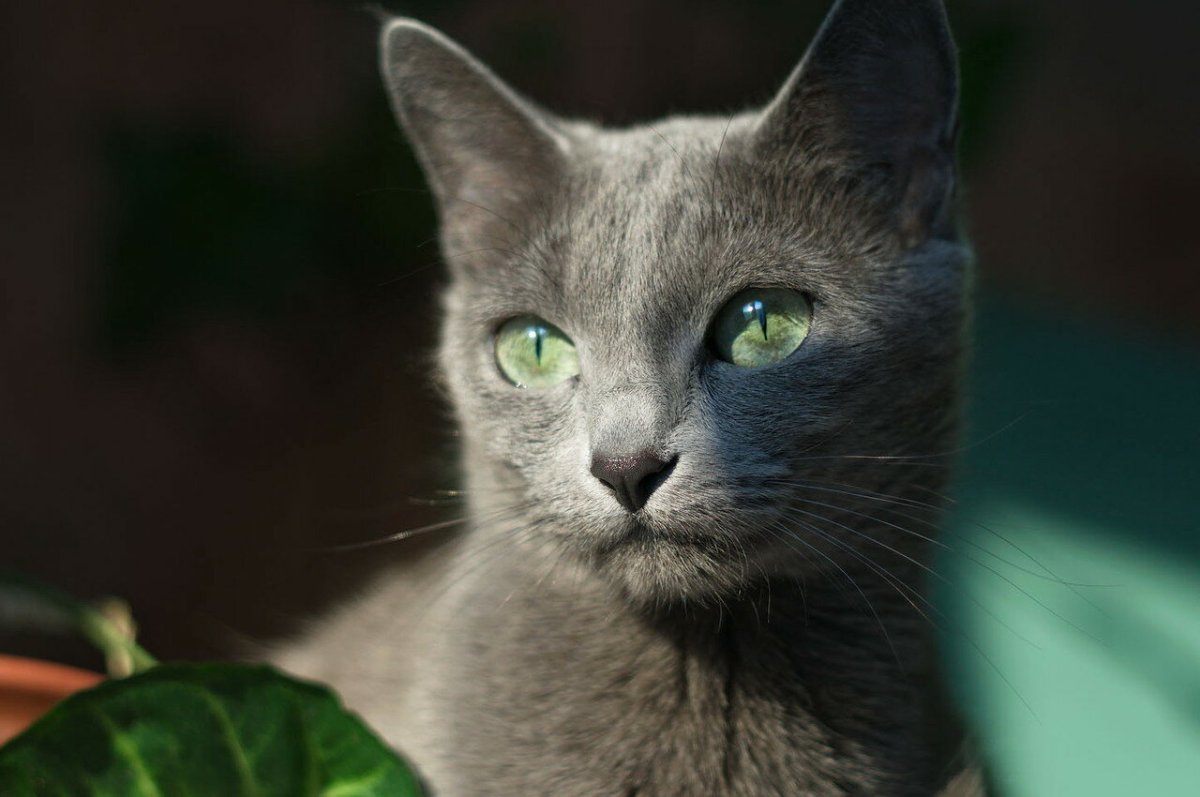 Корат или русская голубая