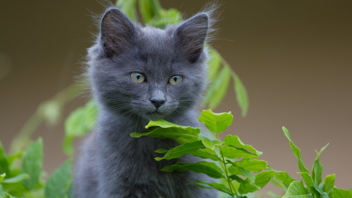 Сибирский Нибелунг метис