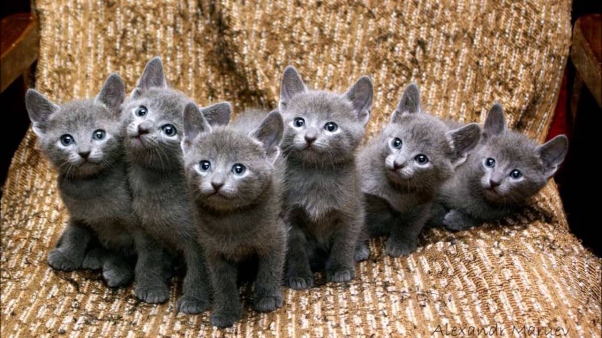 Котенок дымчатого цвета