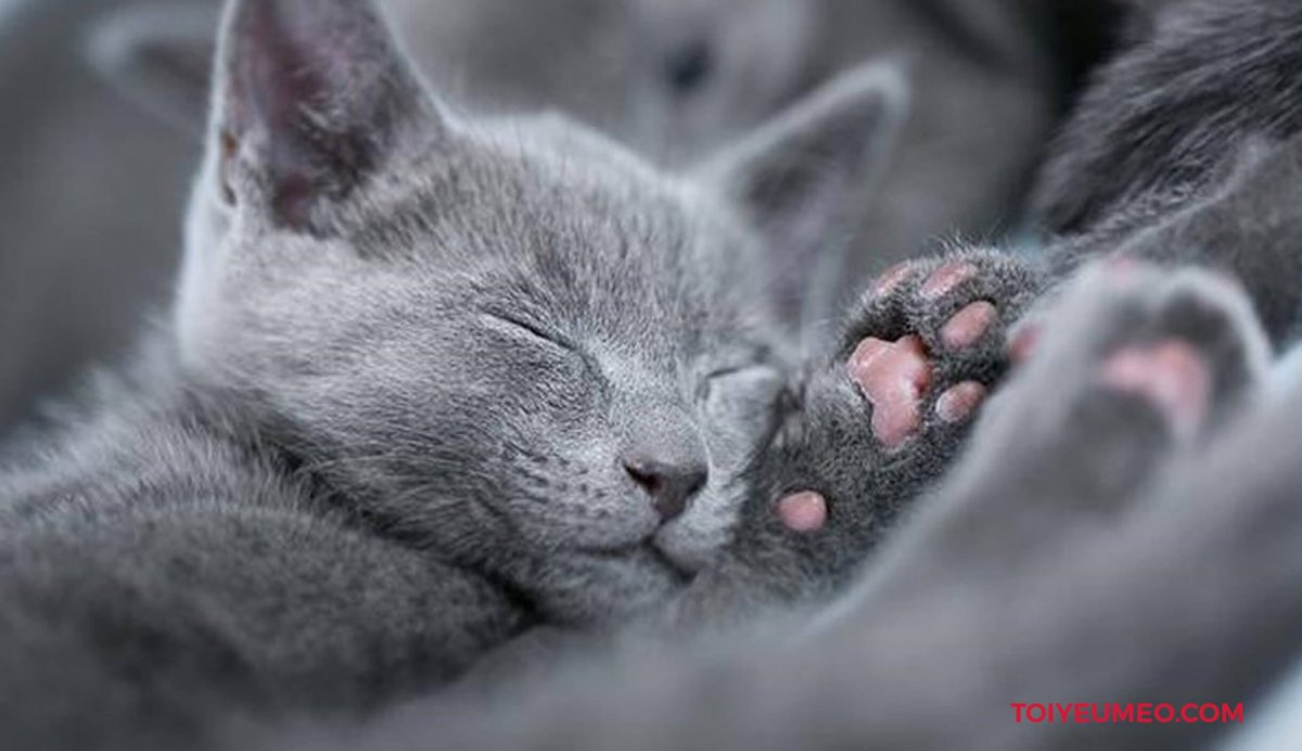 "Русская голубая"