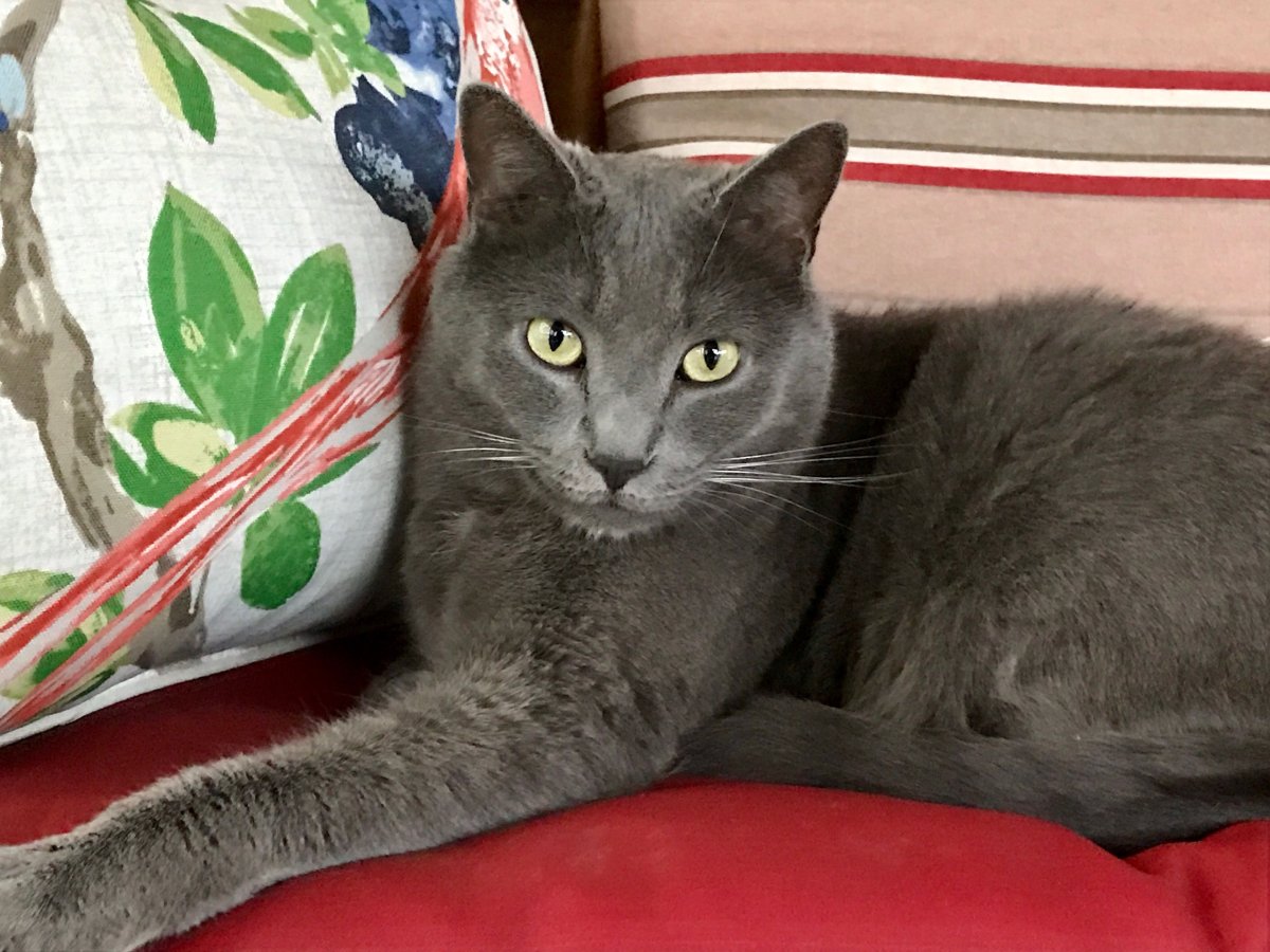 Шартрез длинношерстный