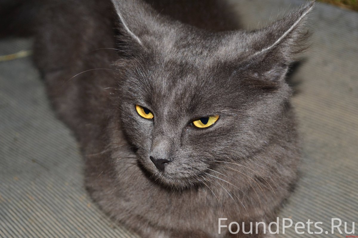 Русская голубая кошка с белой мордой