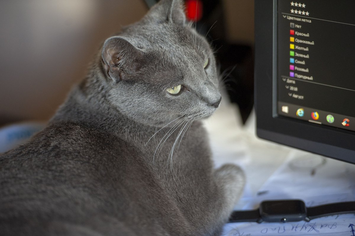 Сибирская голубая длинношерстная кошка