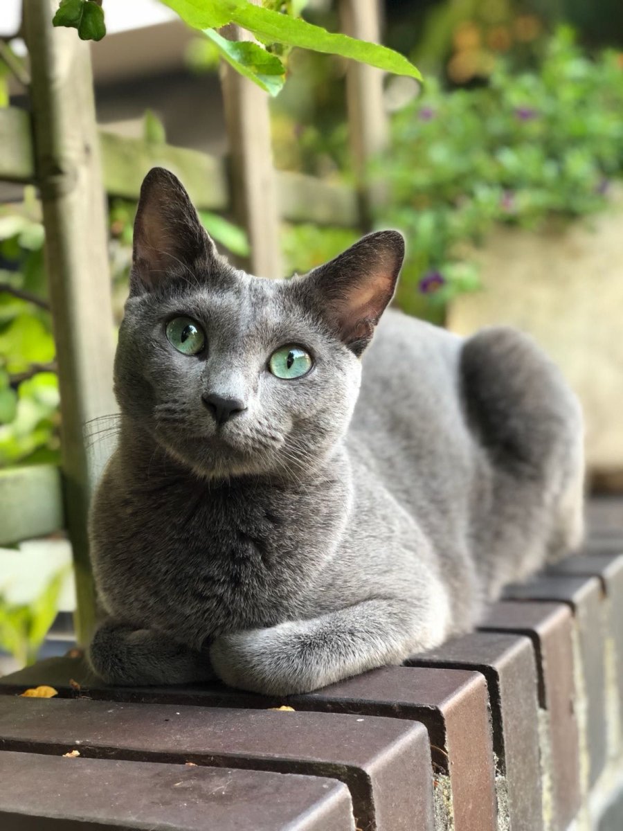 Шартрез кошка черная