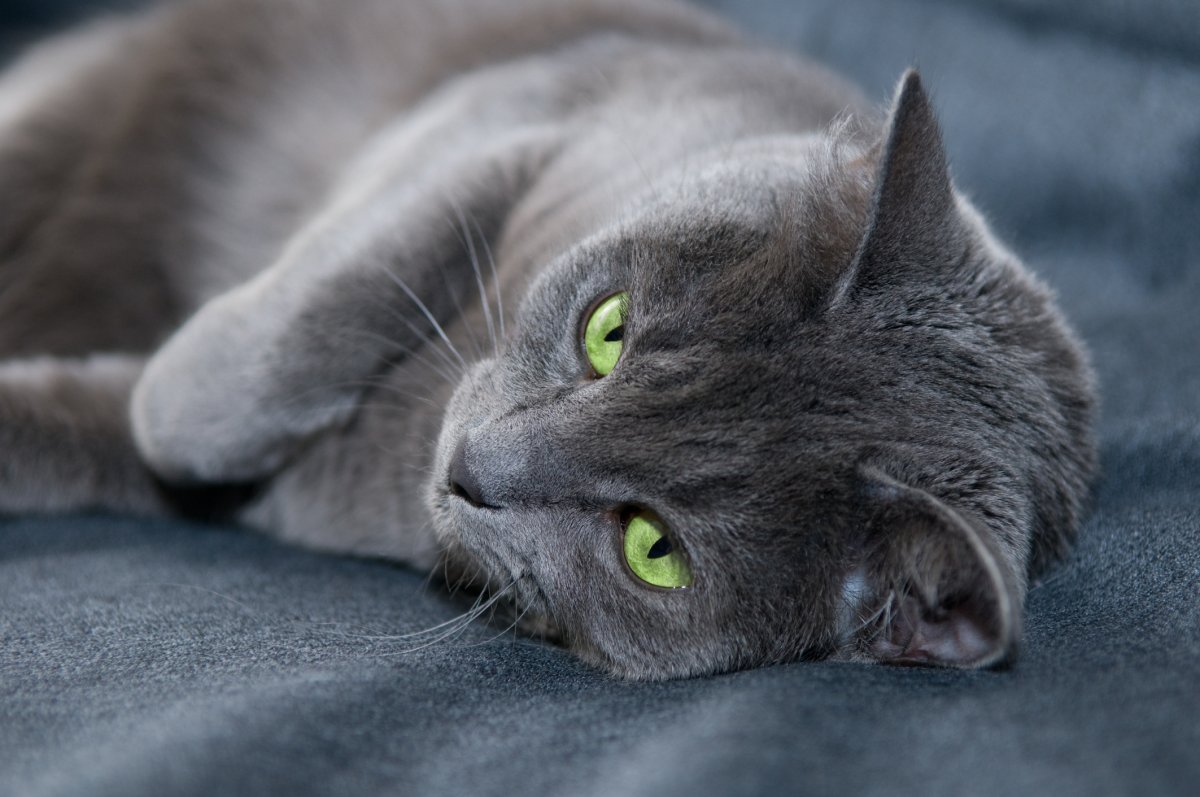 Сибирский Нибелунг метис