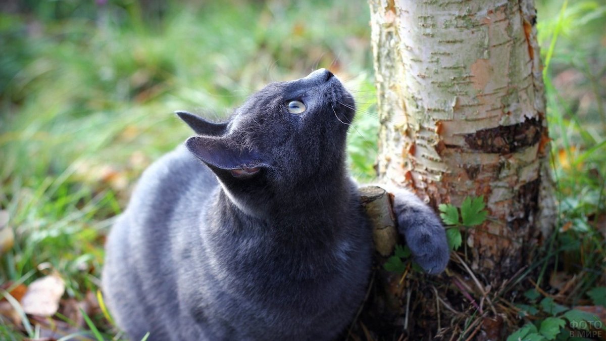 Русская голубая кошка котята