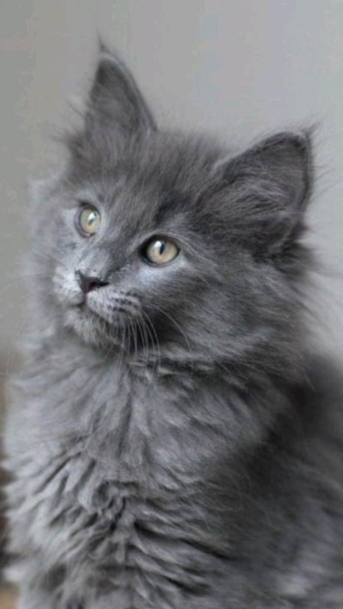 Нибелунг порода кошек