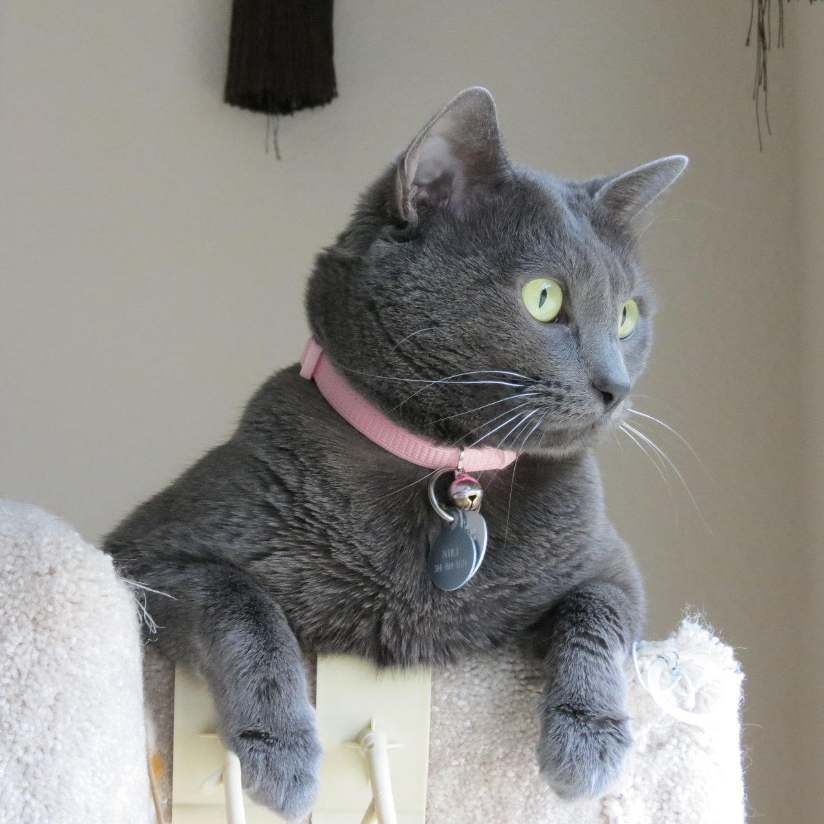 Британская кошка гладкошерстная