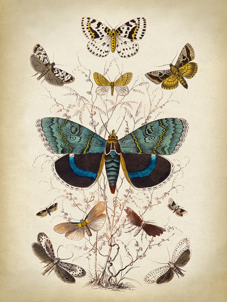 Бабочки Ботаническая иллюстрация