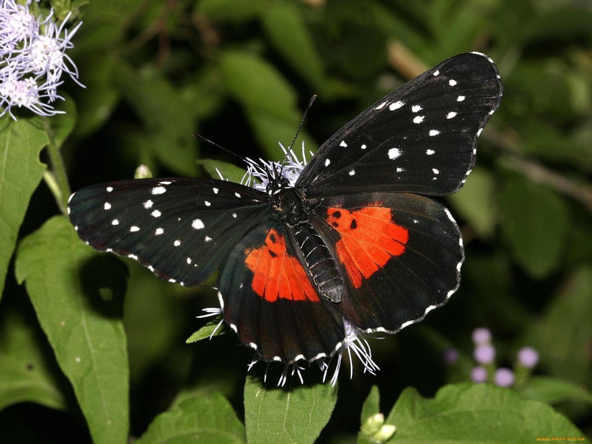 Бабочка красный Адмирал