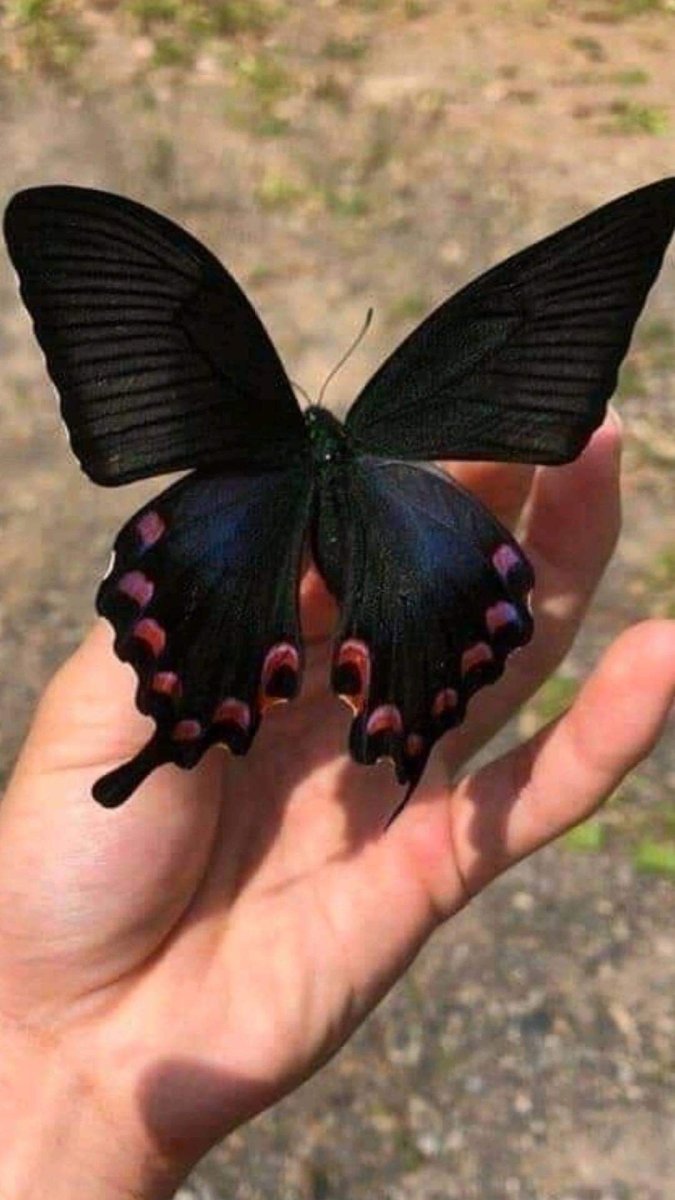 Черный Махаон бабочка