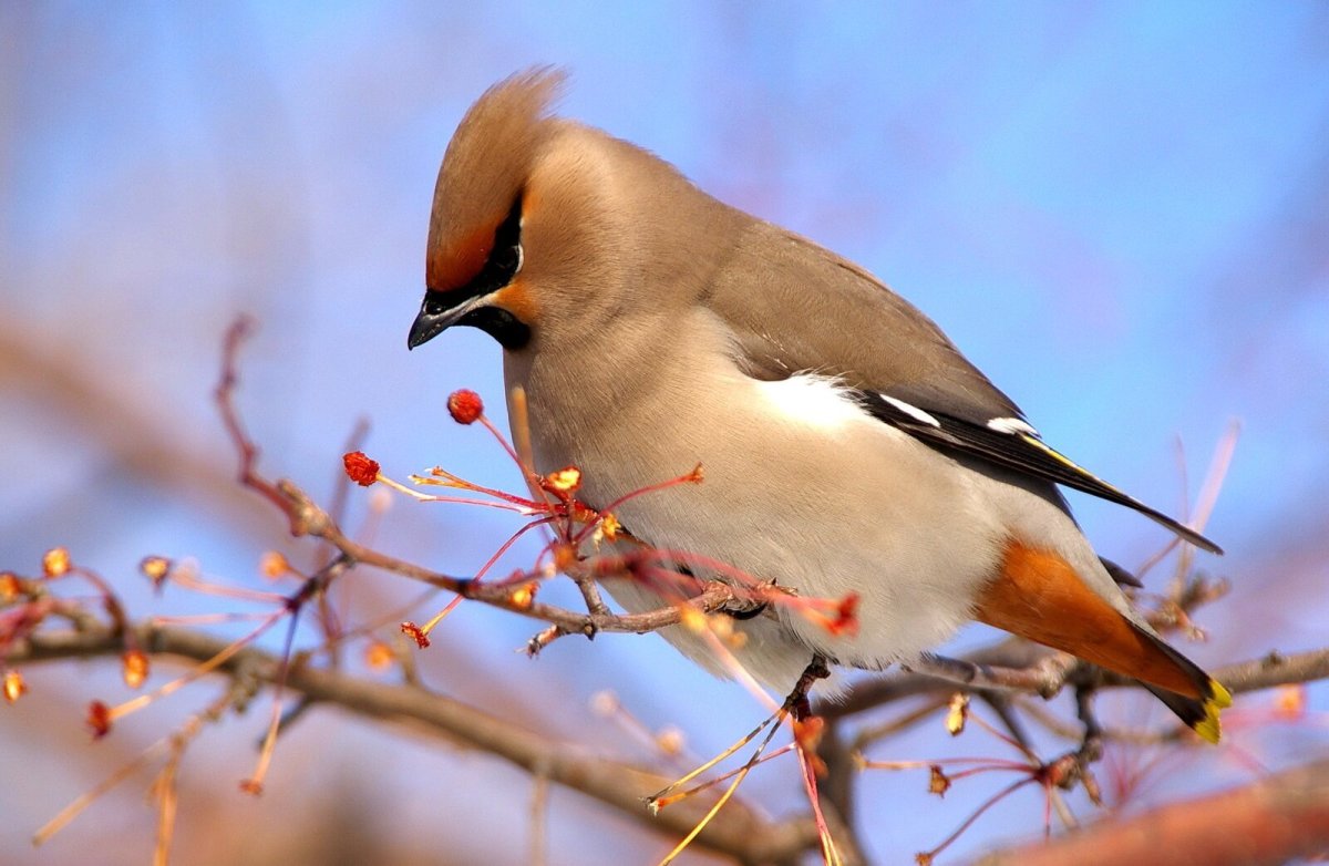 Свиристель обыкновенный (Bombycilla garrulus)