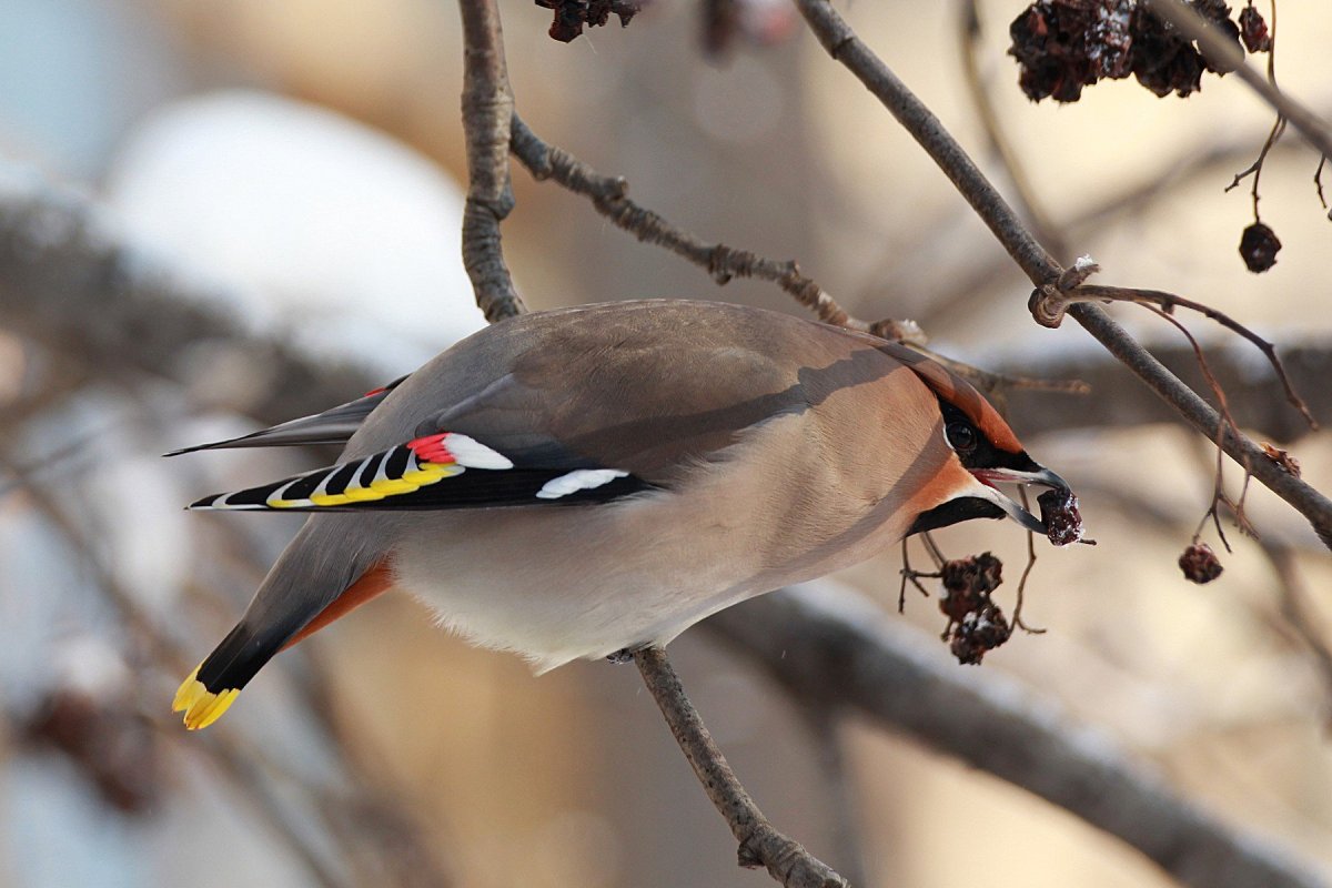 Сорокопут свиристель