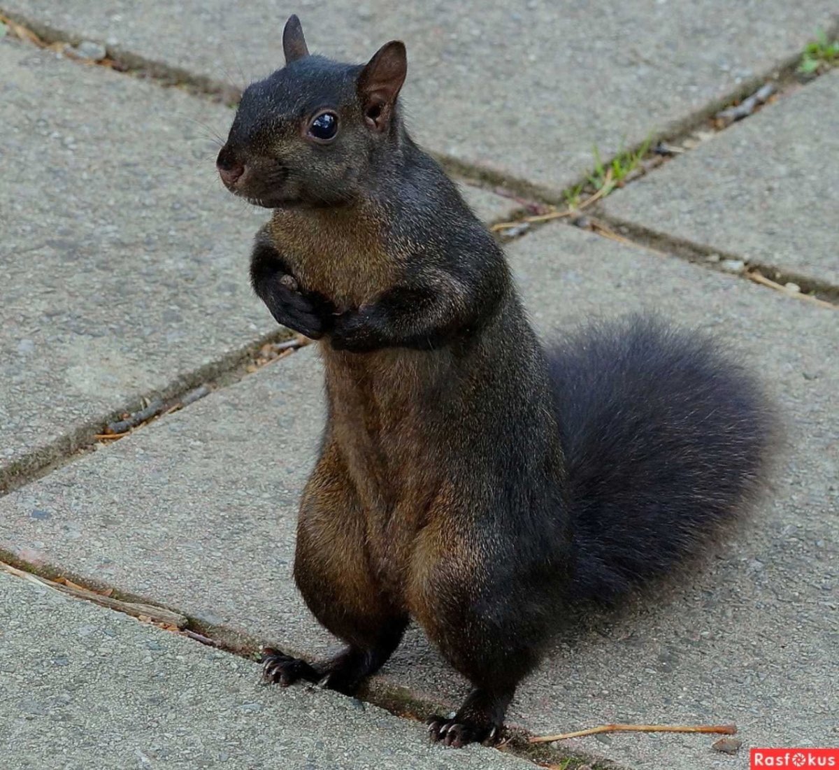 Дельмарвская черная белка