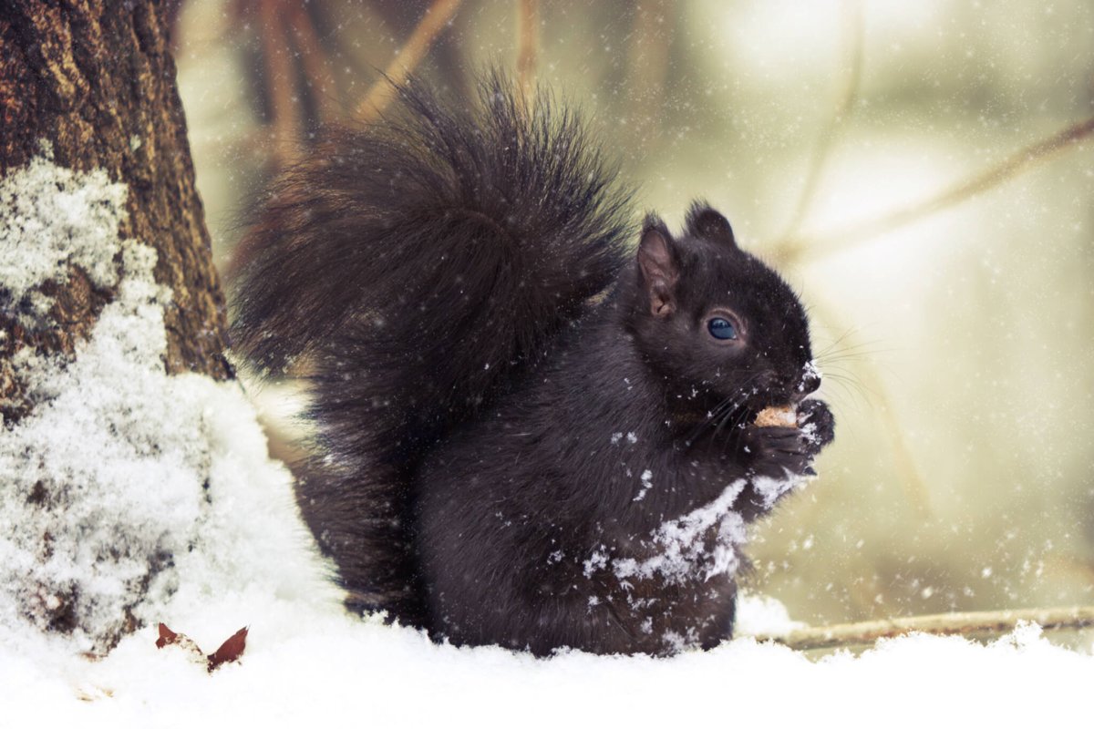 Черная белка зима