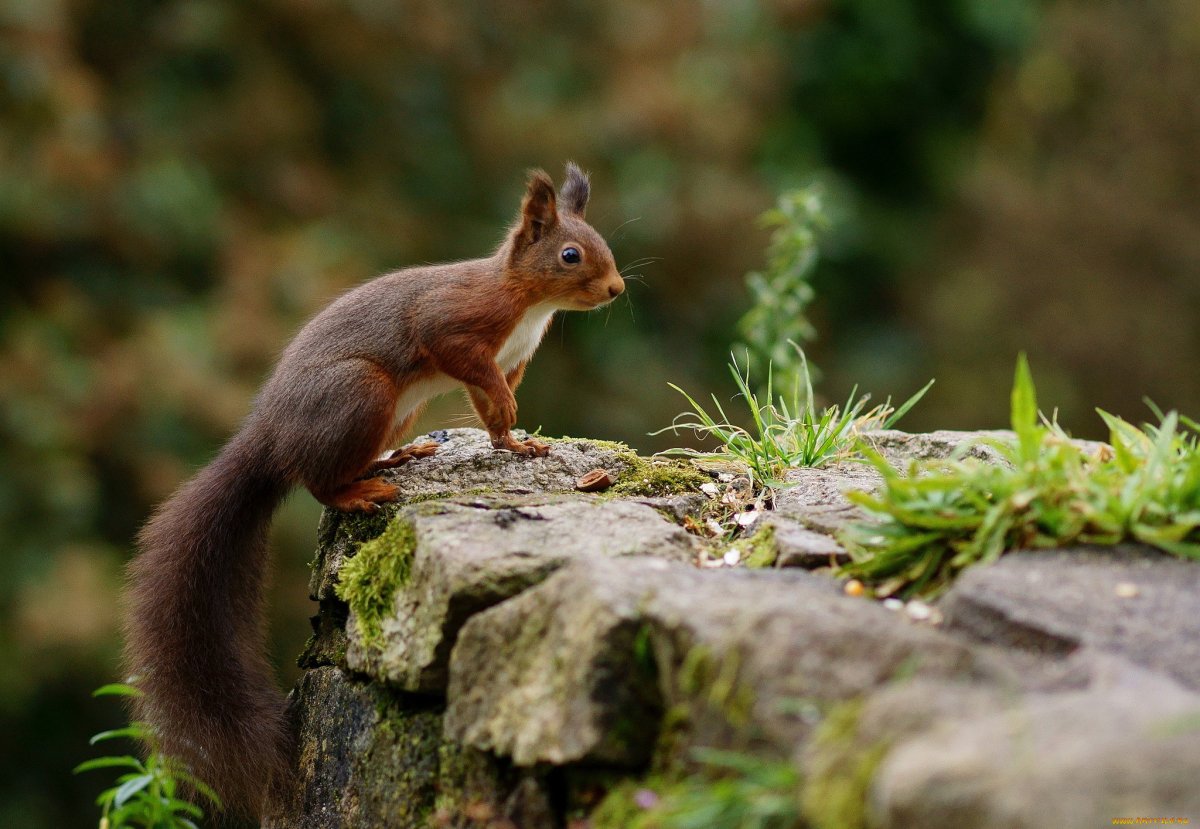 Кавказская белка