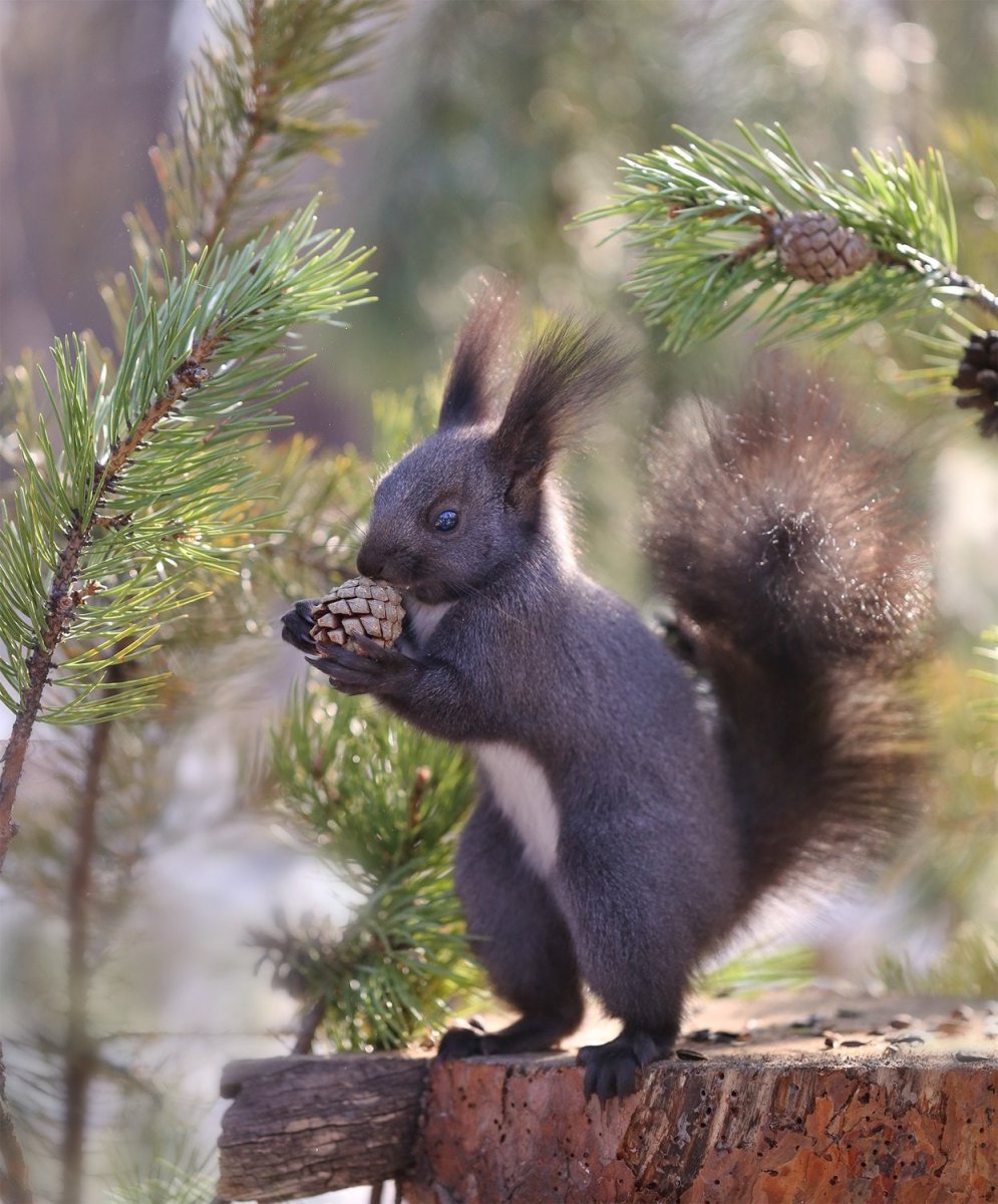 Белка на английском