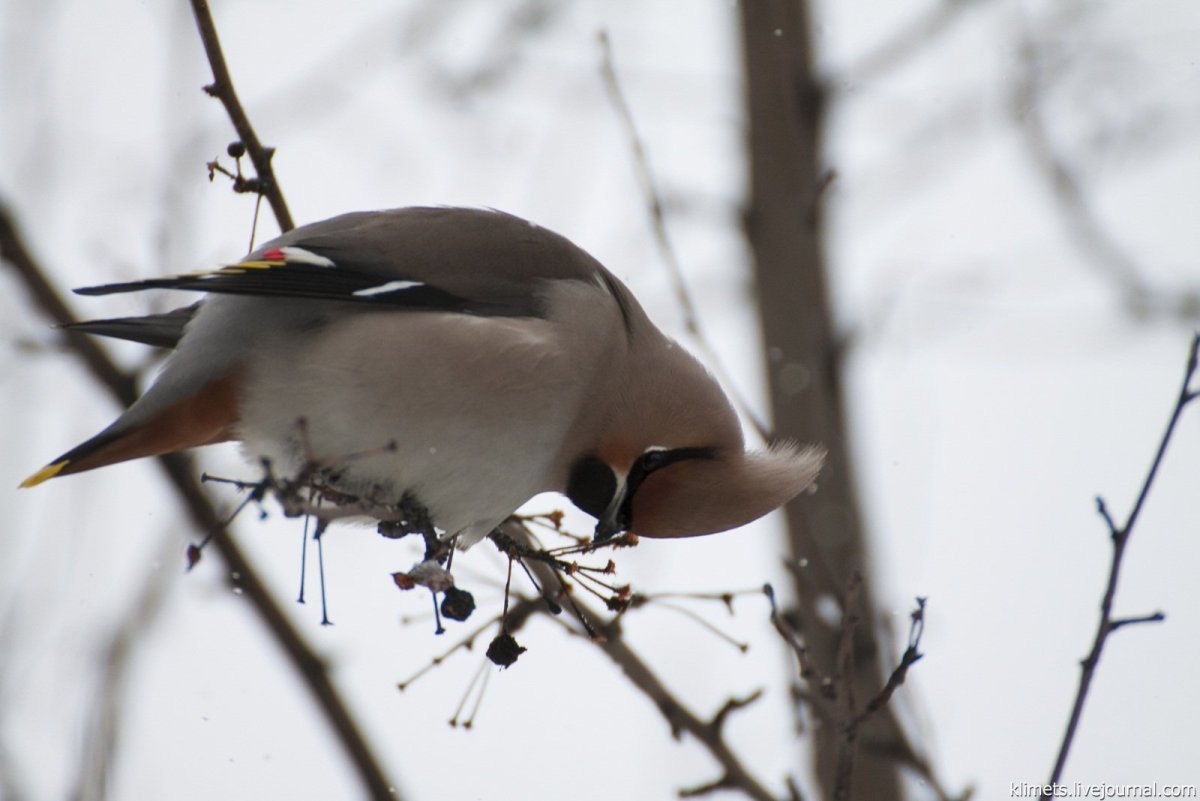 Лесная сорока Сойка